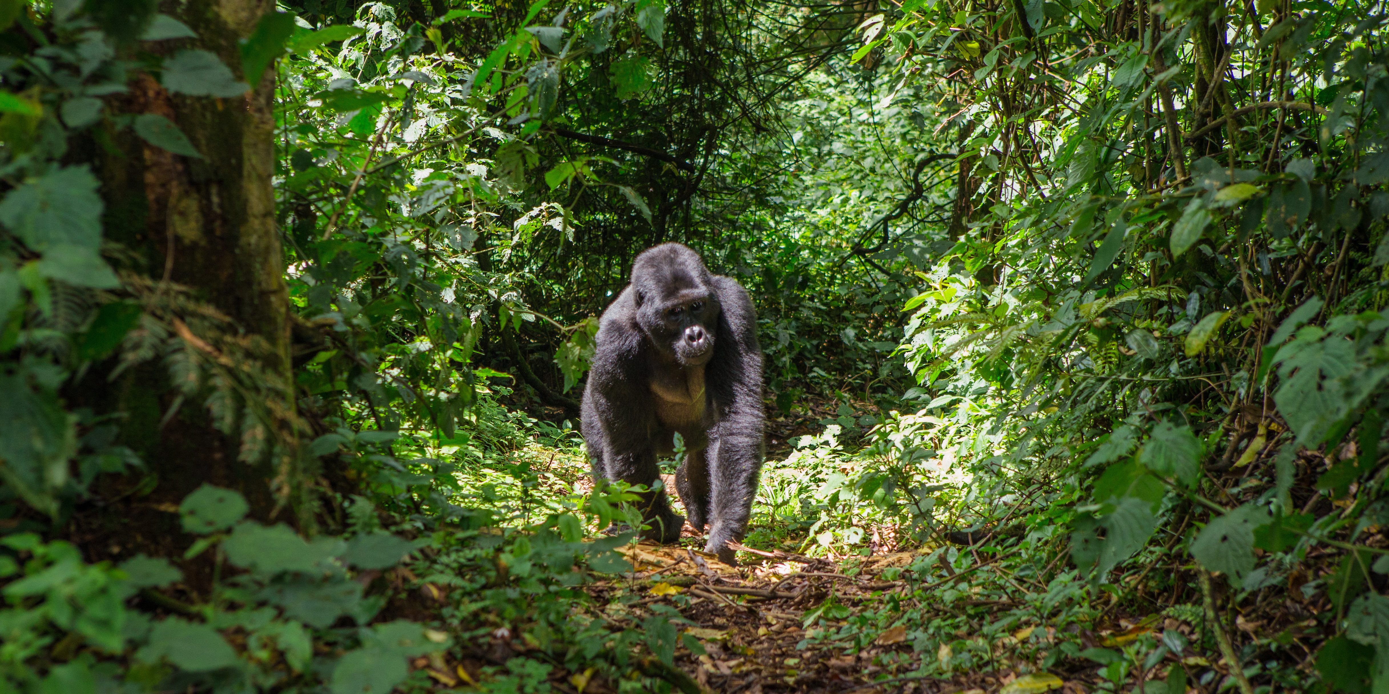 Gorilla in Uganda